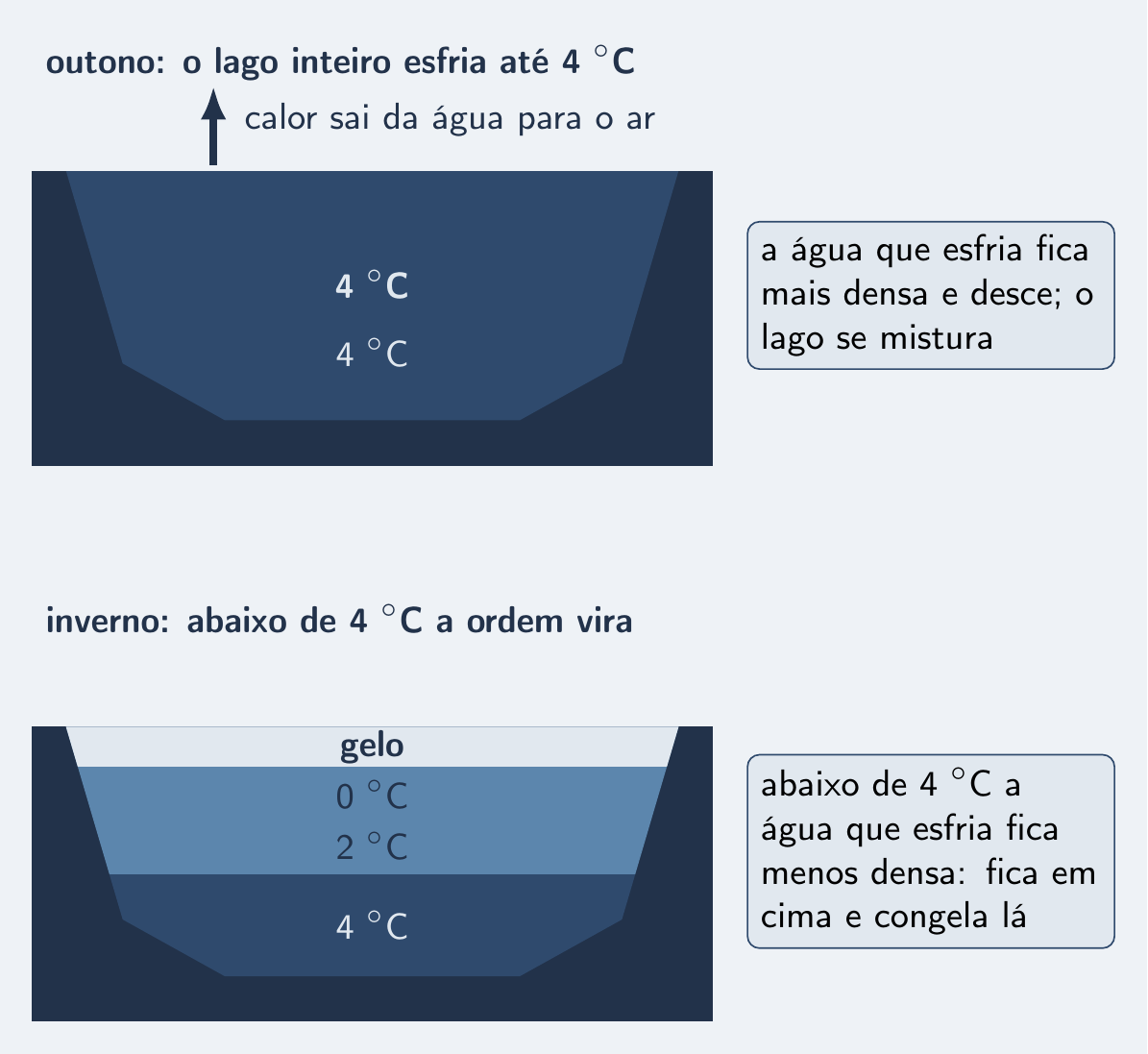 Lago no outono, todo a 4 °C e misturando; no inverno, camadas frias por cima